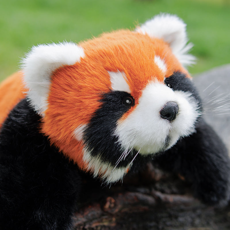 Weighted Red Panda Plush (2.5 lb)